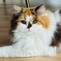 Afbeelding van WhatsApp op 2024-03-07 om 13.30.30_30ad1ae0