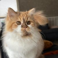 Afbeelding van WhatsApp op 2024-03-07 om 13.31.40_0f189573