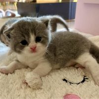 Kater Blue white ( gereserveerd)