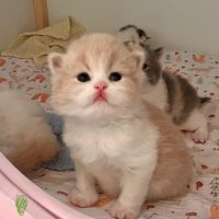 Kater crème white ( gereserveerd)