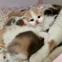 Kater crème white ( gereserveerd)