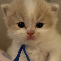 Katertje blauwe bandje beschikbaar crème wit