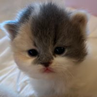 Poesje Blue tortie white ( beschikbaar )