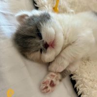 Poesje Blue tortie white ( gereserveerd) 2