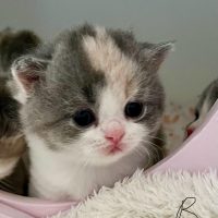 Poesje Blue tortie white ( gereserveerd)