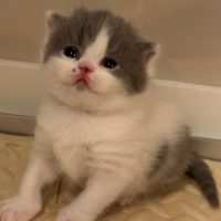 Poesje Blue white harlekijn ( gereserveerd)