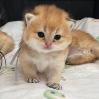 kittens_3