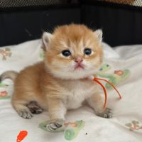 kittens_4